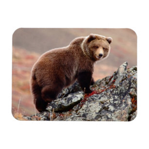 Denali Braunbär Magnet