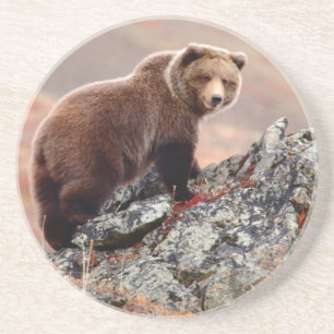 Denali Braunbär Sandstein Untersetzer