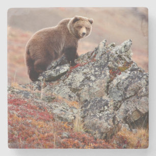 Denali Braunbär Steinuntersetzer