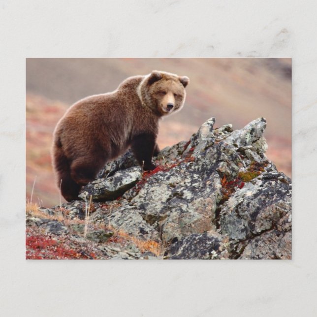Denali Brown Bear Postkarte (Vorderseite)