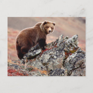 Denali Brown Bear Postkarte