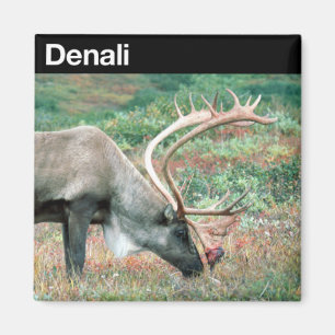 Denali Nationalpark Magnet