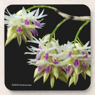 Dendrobium Amethystoglossum Getränkeuntersetzer