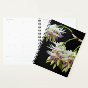Dendrobium Amethystoglossum Planer
