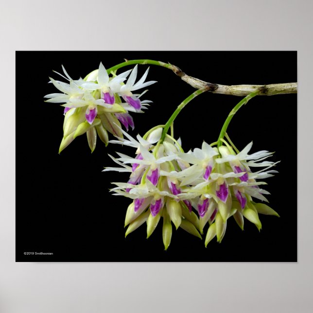 Dendrobium Amethystoglossum Poster (Vorne)