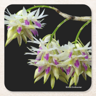 Dendrobium Amethystoglossum Rechteckiger Pappuntersetzer