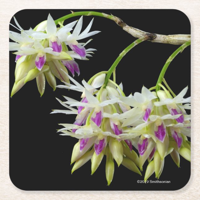 Dendrobium Amethystoglossum Rechteckiger Pappuntersetzer (Vorderseite)