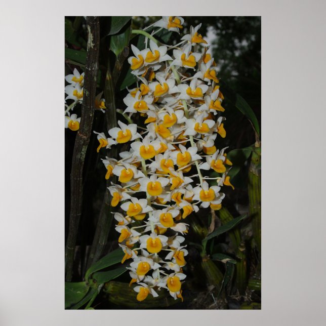 Dendrobium Densiflorum Poster (Vorne)