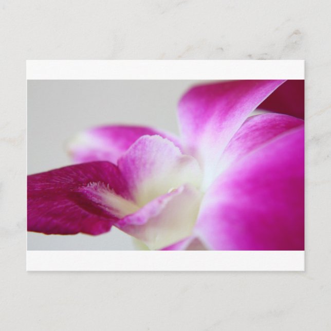 Dendrobium Orchid Postkarte (Vorderseite)