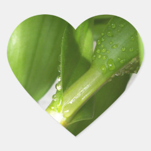 Dendrobium Orchid stems geschlossen Herz-Aufkleber