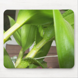 Dendrobium Orchid stems geschlossen Mousepad