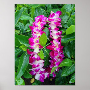 Dendrobium-Orchideen-Leu Poster