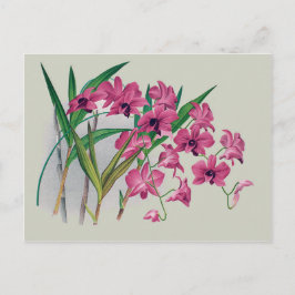 Dendrobium Orchius florale Postkarte