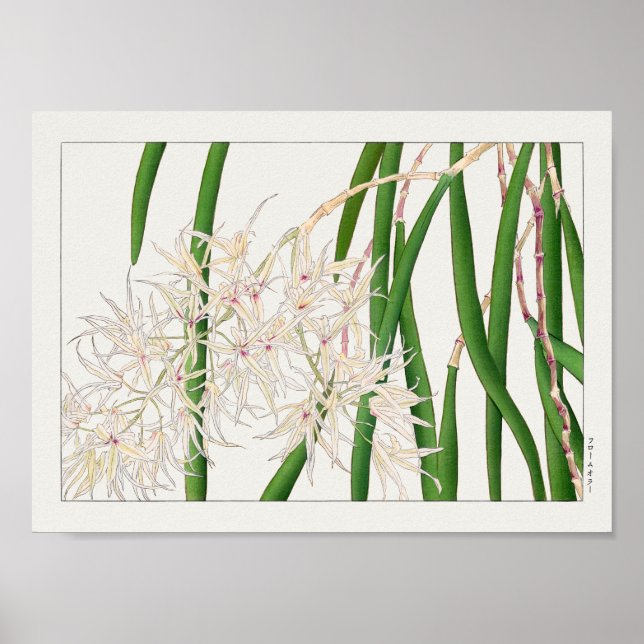 Dendrobium teretifolium von Tanigami Konan Poster (Vorne)