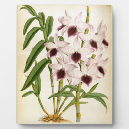 Dendrobrium Ainsworth Roseum Lindenia Orchid Fotoplatte