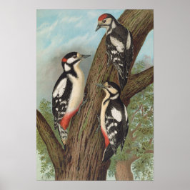 Dendrocopus major von Johann Friedrich Naumann Poster