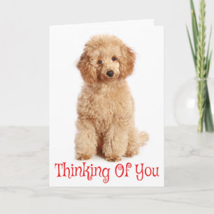 Denk an Dich Apricot Pudel Welpe Hund Karte