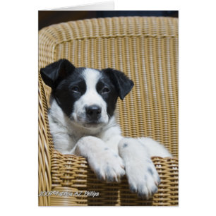 Denk an Dich Border Collie Welpe Innen Vorlage