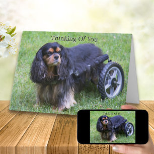 Denk An Dich Cavalier King Charles Behinderung C Karte