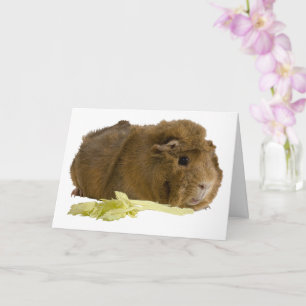 Denk an dich süßes Meerschweinchen Foto Vorlage