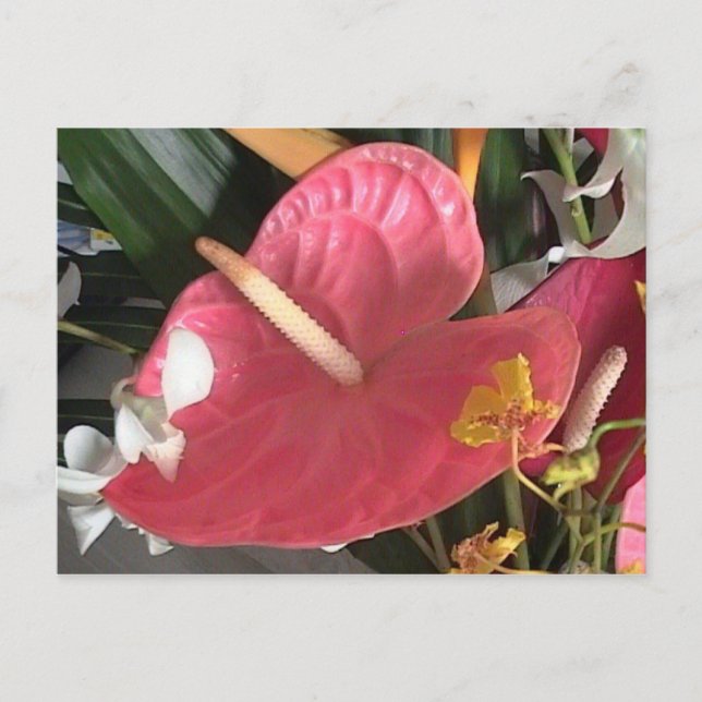 Denke Pink Postkarte (Vorderseite)