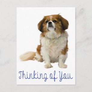 Denken an Dich Cavalier King Charles Spaniel Hund Postkarte
