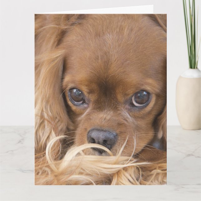 Denken an Dich Ruby Cavalier King Charles Spaniel Karte (Vorderseite)