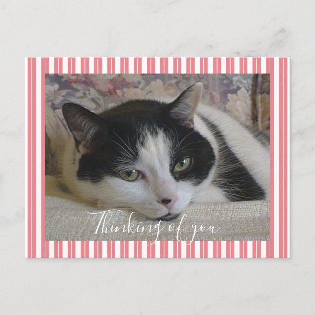 Denken Sie an Cat Foto Postkarte (Vorderseite)