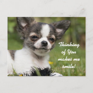 Denken Sie an Chihuahua Postkarte