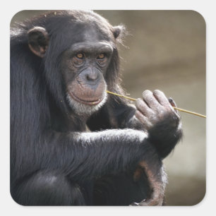 Denken Sie an das Monkeying Quadratischer Aufkleber
