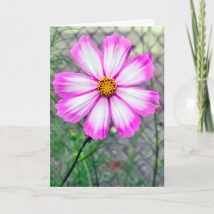 Denken Sie an die Blume Rosa und Weißer Kosmos Karte