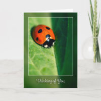 Denken Sie an ein Lady-Bug-Foto