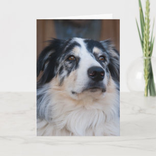 Denken Sie an Ihr Australian Shepherd Nah Up Foto Karte