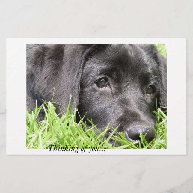 Denken Sie an Ihr schwarzes Labor (Vorderseite)