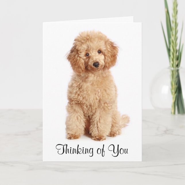 Denken Sie an Ihre Apricot Poodle Puppy Dog Card Karte (Vorderseite)
