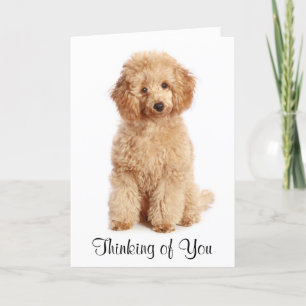 Denken Sie an Ihre Apricot Poodle Puppy Dog Card Karte