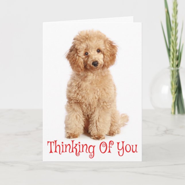 Denken Sie an Ihre Apricot Poodle Puppy Dog Card Karte (Vorderseite)