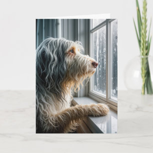 Denken Sie an Ihre bärtige Collie Blick auf Regen Karte