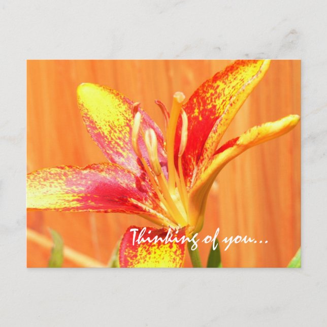 Denken Sie an Ihre Lily Postkarte (Vorderseite)