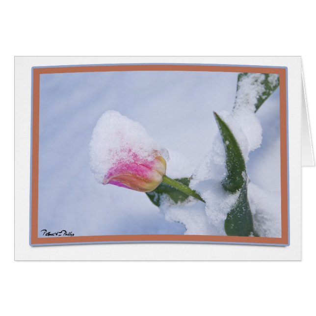 Denken Sie an Ihren Schnee bedeckt rosa Tulip (Vorderseite (Horizontal))