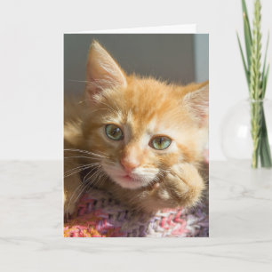 DENKEN SIE AN KITTEN KARTEN