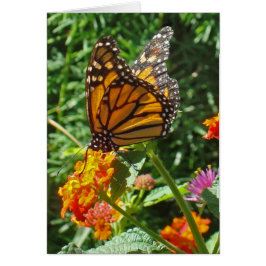 Denken Sie an Monarch Butterfly Freundschaft