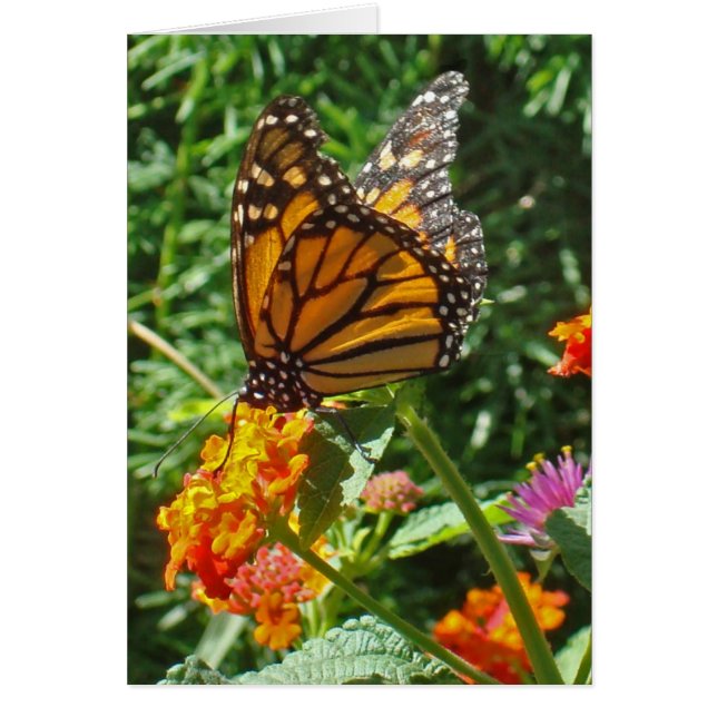 Denken Sie an Monarch Butterfly Freundschaft (Vorne)