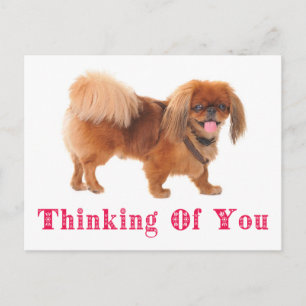 Denken Sie an Pekingese Puppy Dog Post Card Postkarte