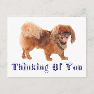 Denken Sie an Pekingese Puppy Dog Post Card Postkarte
