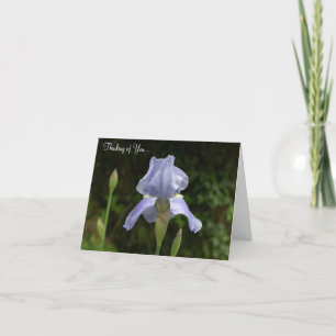 Denken Sie an Periwinkle Iris Regenfälle Karte