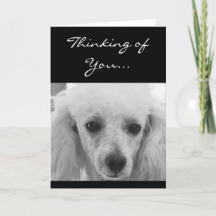 Denken Sie an Poodle Hund Grußkarte Karte