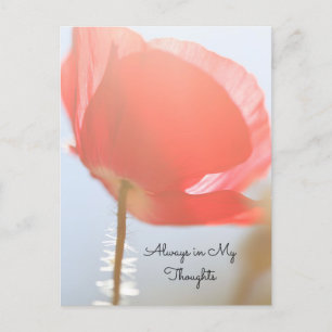 Denken Sie an Red Poppy bei Sonnenaufgang Postkarte
