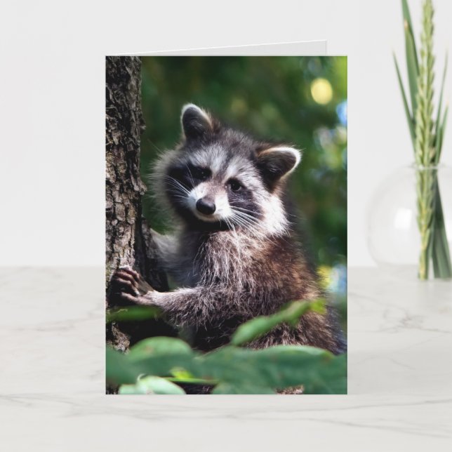 Denken Sie an schnelle Erholung Raccoon Tier Karte (Vorderseite)