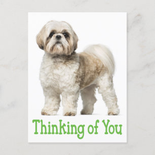 Denken Sie an Shih Tzu Puppy Dog Postkarte